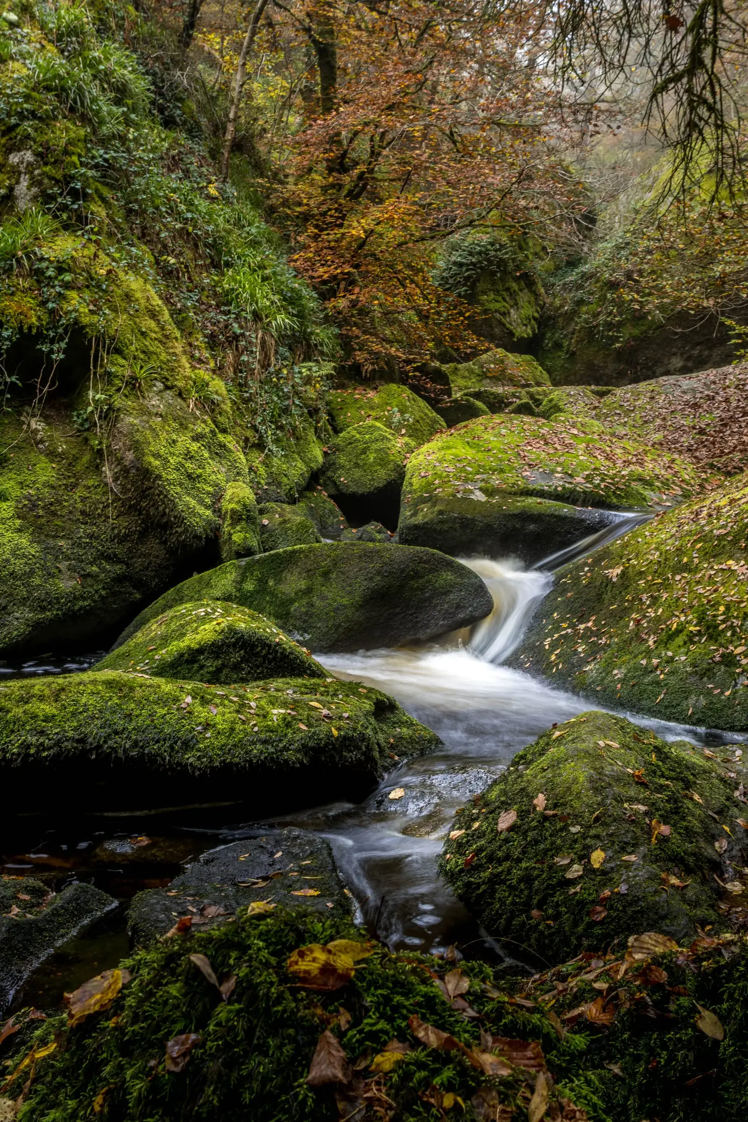 Dans la Foret